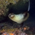 lion_sea_galapagos_cou_v_0238_ecu1346_rv.jpg